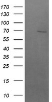 BTRC Antibody