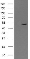 PNMA3 Antibody