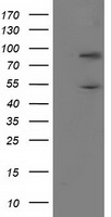 PNMA3 Antibody