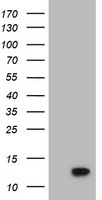 POLR2J2 Antibody