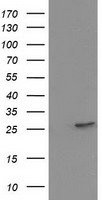 Prostaglandin dehydrogenase 1 Antibody