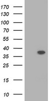 RASSF1 Antibody