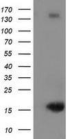UBL4A Antibody