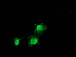 ZFAND2B Antibody