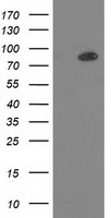 PKC epsilon Antibody