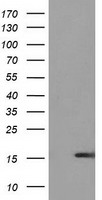 UBL4A Antibody