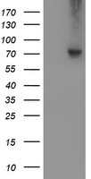 VCAM1 Antibody