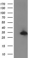 RTF2 Antibody