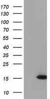 UBL4A Antibody