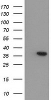 ARG1 Antibody