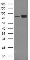 CTNNB1 Antibody