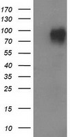 VCAM1 Antibody