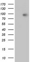 CTNNB1 Antibody