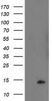 POLR2J2 Antibody