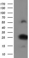 ZFAND2B Antibody