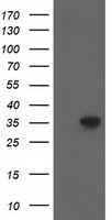 ACY3 Antibody