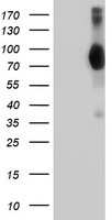 VCAM1 Antibody