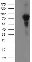 VCAM1 Antibody