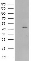 SERPINB4 Antibody
