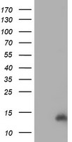 CHCHD5 Antibody