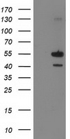 PIP5K2 alpha Antibody