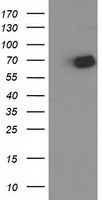 OGFOD1 Antibody