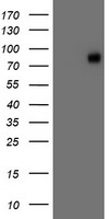 VCAM1 Antibody