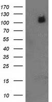 PDE2A Antibody