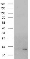 CHCHD5 Antibody