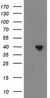 Hsp40 Antibody