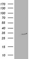 RTF2 Antibody