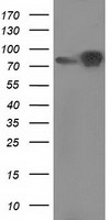 beta Catenin Antibody