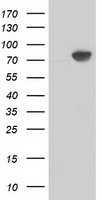 beta Catenin Antibody