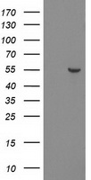 PNMA3 Antibody