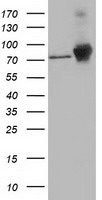CTNNB1 Antibody