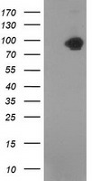 CTNNB1 Antibody