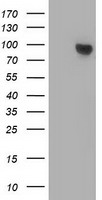 beta Catenin Antibody