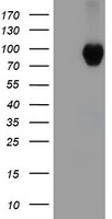 beta Catenin Antibody