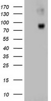 beta Catenin Antibody