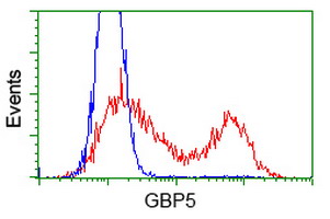 GBP5 Antibody