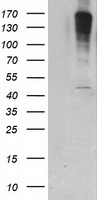 PIP5K2 alpha Antibody