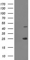 TASP1 Antibody