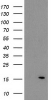ATP6V1F Antibody