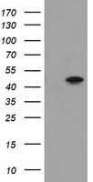 PACSIN3 Antibody