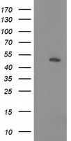 PIP4K2A Antibody