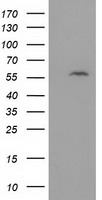Dystrobrevin alpha Antibody