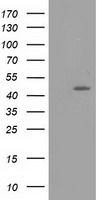 TASP1 Antibody