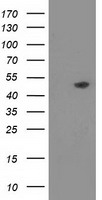 PACSIN3 Antibody