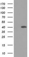Hsp40 Antibody