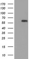 GBP5 Antibody